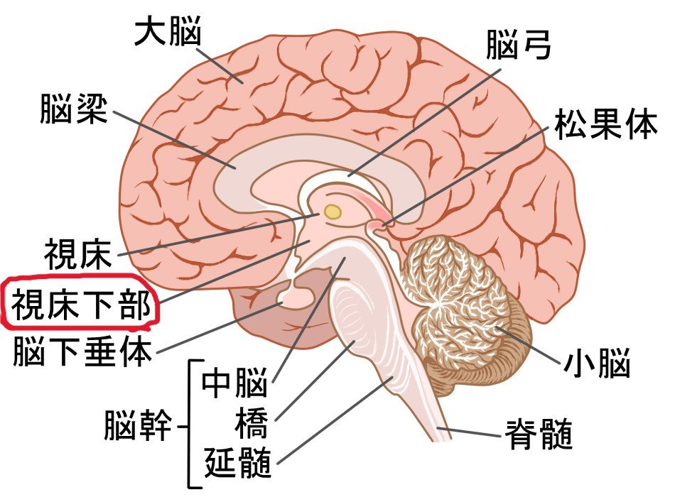 脳と視床下部